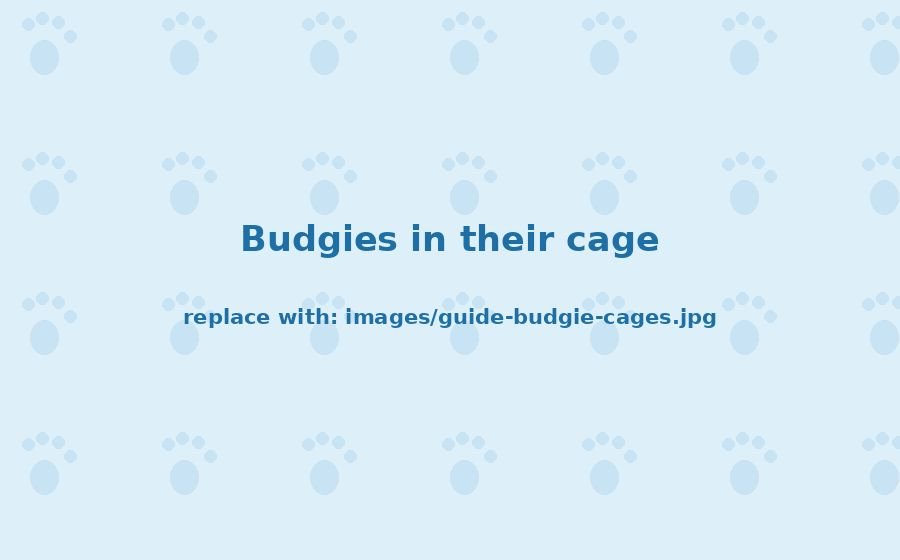 Best Budgie Cages for Two or Three Birds (2026)