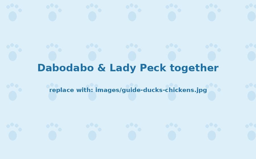How to Keep Ducks and Chickens Together (Lessons From Dabodabo and Lady Peck)