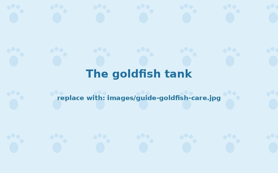 Goldfish Care for Beginners: Snowy, Pumpkin, Peaches and Goldie's Setup