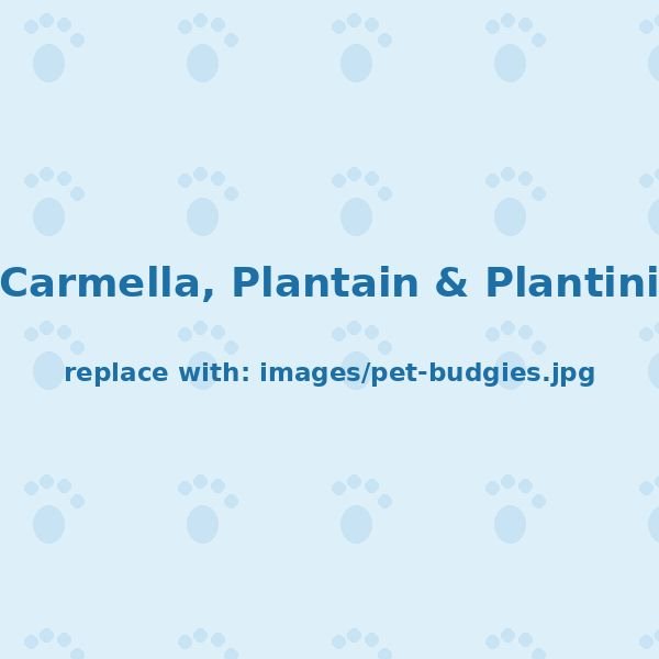 Carmella, Plantain &amp; Plantini — The budgies