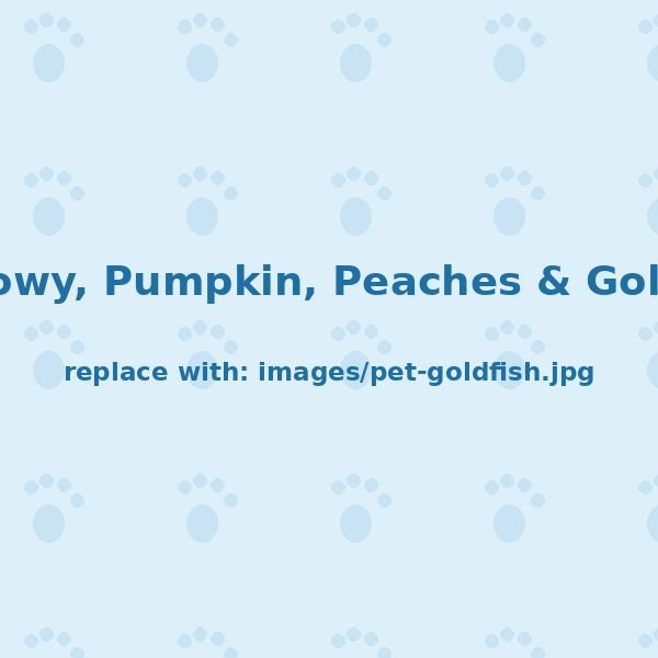 Snowy, Pumpkin, Peaches &amp; Goldie — The goldfish